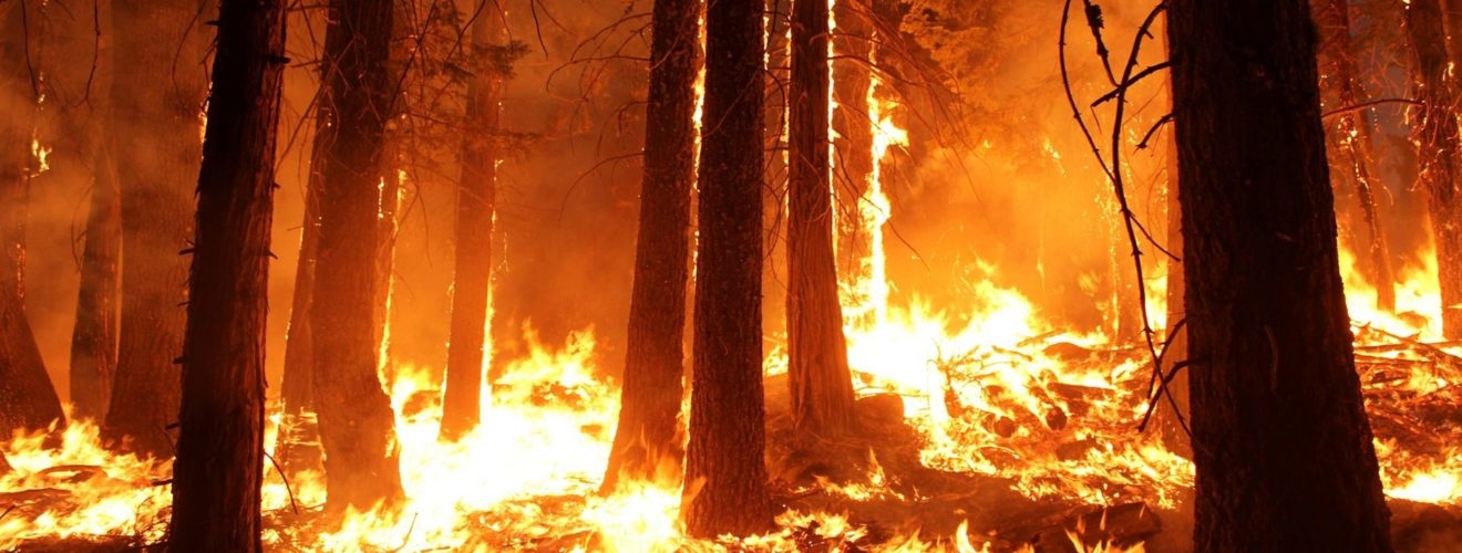 forest fire